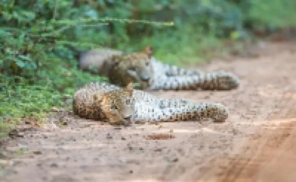 Safaria Lodge Wilpattu