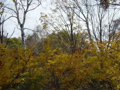 ホテル周辺 パークロッヂ関根の写真