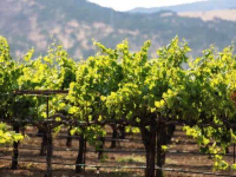 ホームウッド スイーツ バイ ヒルトン フェアフィールド - ナパ バレー エリア フェアフィールドのホテル