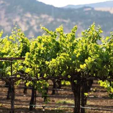 Homewood Suites by Hilton Fairfield-Napa Valley Area