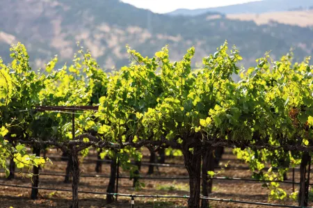 Homewood Suites by Hilton Fairfield-Napa Valley Area Отели в г. Фейрфилд