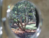 Romantic Forest Escape at The Beeches Olinda Accommodation