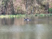 Ranch Style Cypress House with a View and Catch-N-Release Fishing