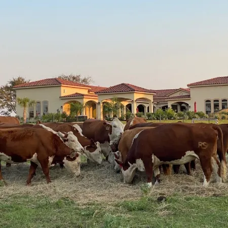 NEW Hacienda Ranch W/ Resort Style Pool