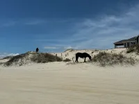 Octopus Oasis, Horses/Sea Turtles 4X4 a Must  Pets OK.  Jacuzzi.  Carova Beach - Wifi
