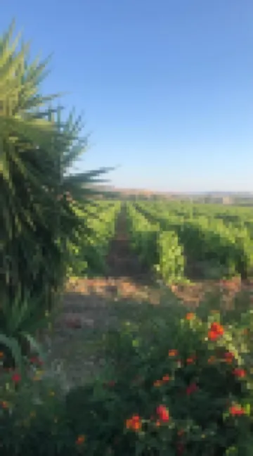 Agriturismo Baglio Antico