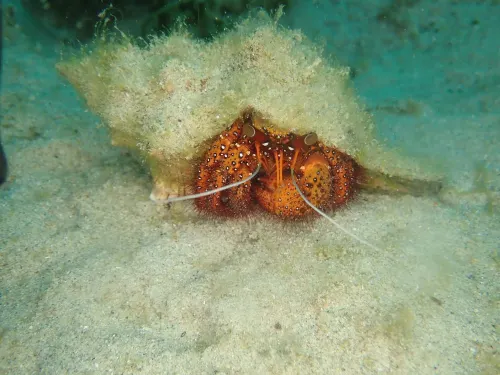 Blue Lagoon Dive Resort Photos