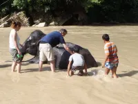 Mountain View Cottages & Villa Tangkahan Hotels in Langkat Regency