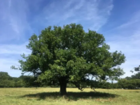 Remarc Guest House Hotels in Takeley