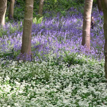 Ingleby Manor - South Front