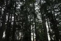 Dreamy Cabin Escape in the Trees l Hot Tub + Tree Swings Near Lake Gregory