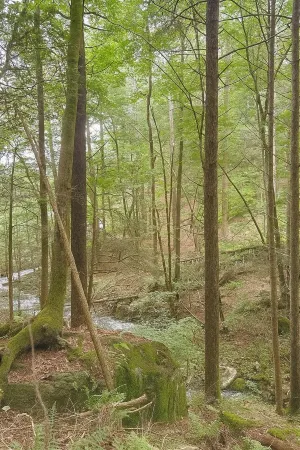 Centerline Creek• Private River Access• Private Hiking Trails• 11 Acres