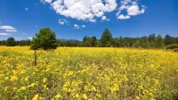 Log Cabin in tall pines, backs to forest, great hiking, star-gazing, biking! - Chalets