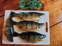 Indoor Fish Cleaning - Darts - Poker - Newly Remodeled