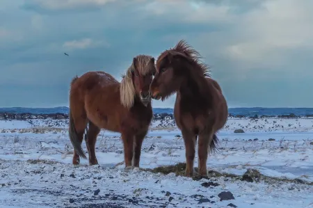 Mystic Light Lodge Отели в г. Dalabyggd