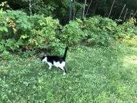 Gated 40 acre Animal Farm w/best mountain views in N. Conway