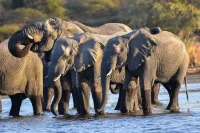 Khwai Mokoro Safaris and Campsites Hotels in Нгамиленд Север