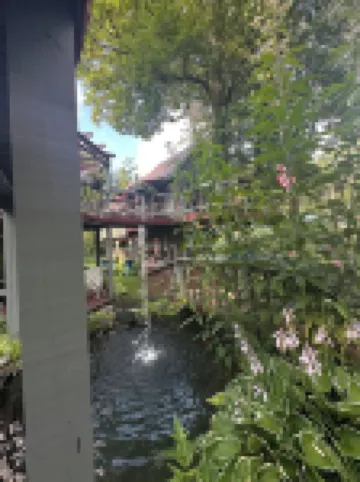 Tree house  lots birds  great location . ..... lots to do all summer long ......