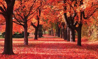 1. The Park..