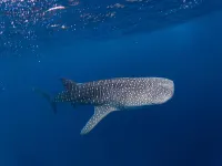 Dhigurah Beach Inn Hotels in Dhigurah