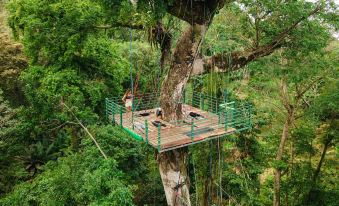The Green Jungle & Tree House Caribe