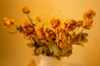 Yulin Apartment (Sanxin Ring Road No. 2)