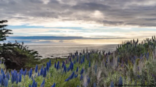 Wine Down Cottage in the Heart of Cambria