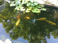 The Backyard Shed- Norris Lake or the Mountains Hotel a Campbell County