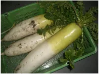 Marubun the Seaside Inn Hotels in Iwami