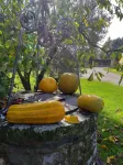 Casina in authentic Tuscany