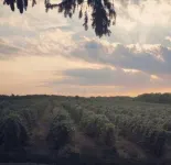 Vineview Inn-Farm Experience in the Heart of Wine Country-ice wine festival area
