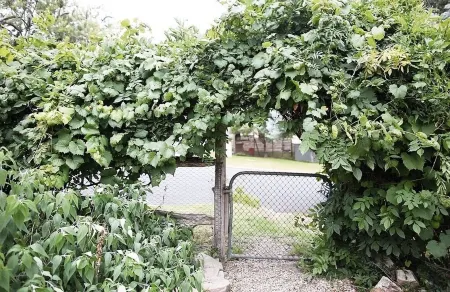 Lotte's Hjem | A 150 year old cottage in the heart of Pambula