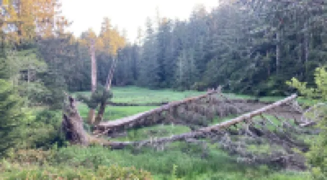 Charming 1-bedroom house surrounded by trees just outside tranquil Waldport