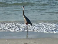 OCEANFRONT condo directly overlooking the clear blue water of the Gulf of Mexico