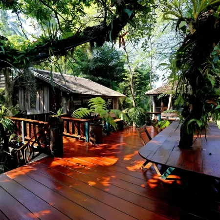 Fern Paradise