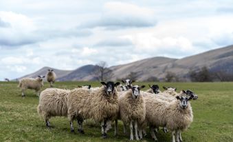 Become Wild, Edale