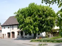 Restaurant-Hotel Maien Hotels near City library of Loerrach