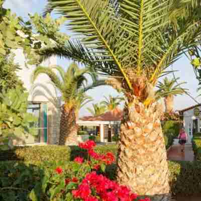 Cretan Garden Hotel Hotel Exterior