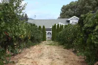 Family Friendly Home in Vineyard Next to Award Winning "Cathedral Ridge Winery