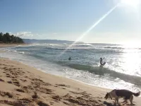Bright, clean, airy Rocky Point Beach 1 bedroom loft. Steps to beach & bike path Hotels near Banzai Pipeline