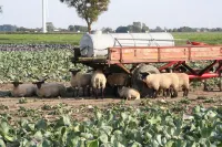 Artists' Kate Friedrichskoog-Spitze, WiFi Hotels in Friedrichskoog