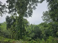 Nildiya Cottages Hotel di Elpitiya