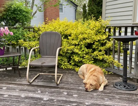 Antique Slumber Old Town Bed & Breakfast Отели рядом с достопримечательностью «Сентенниал Лилак Гарден»