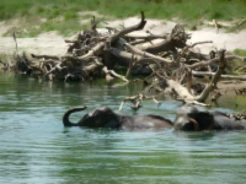 Racyshade Resort- Bardia National Park