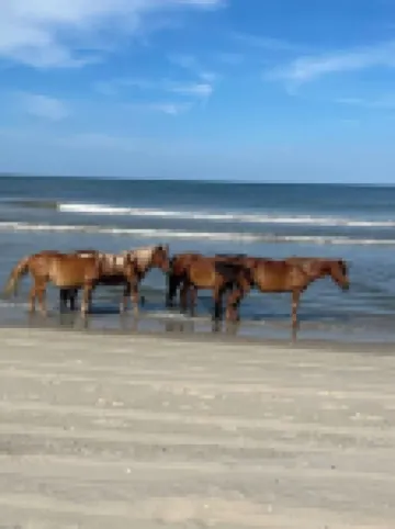 CrabaCabana: the Heart of Corolla Beach Life/Steps to Sand<10 Min.