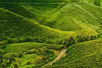Only You Boutique Hotel Centrum Cameron Highlands - 2 星級