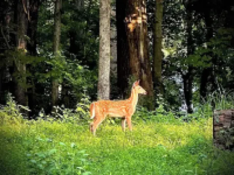 Bird's Eye View- Bungalow with Screened-in Porch and Fireplace Hotels in Orange County