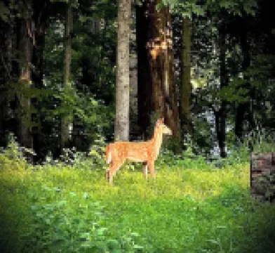 Bird's Eye View- Bungalow with Screened-in Porch and Fireplace