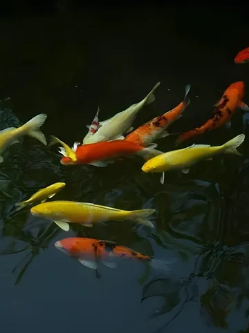 รูปภาพของเดอะ ซีเคร็ต การ์เดน แม่สอด