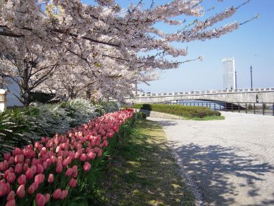 ホテル周辺 ホテルオークラ新潟の写真